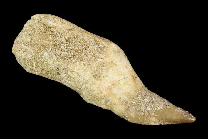 Fossil Rooted Mosasaur (Halisaurus) Tooth - Morocco #117019